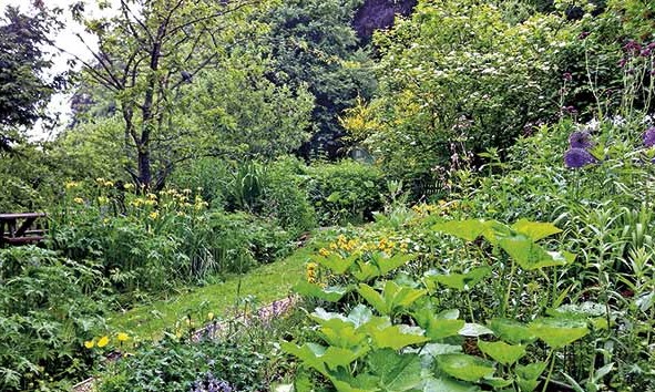 wild garden