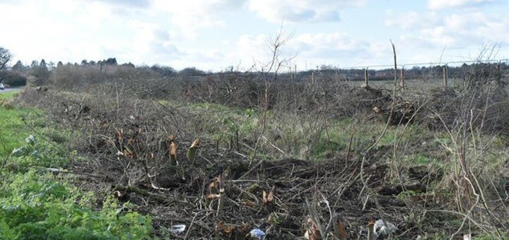 destroyed hedgerow