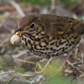 thrush eating snail