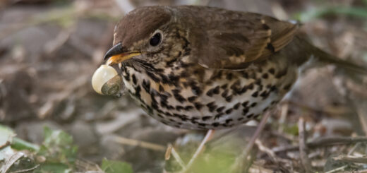 thrush eating snail