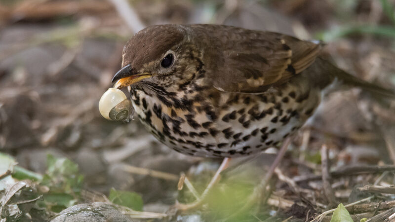 thrush eating snail