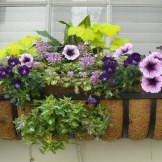 window box