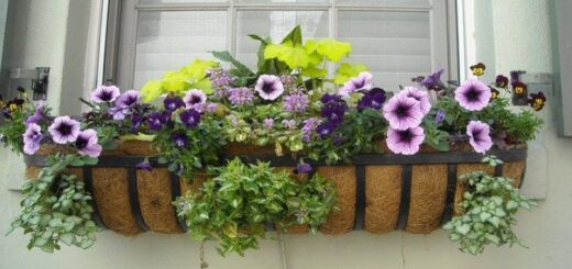 window box