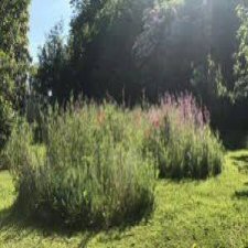 wild flowers in lawn