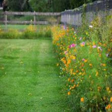 wild flower border